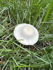 Leucoagaricus leucothites
