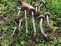 Cortinarius lindstroemii