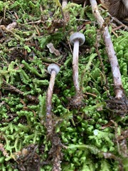 Cortinarius lindstroemii
