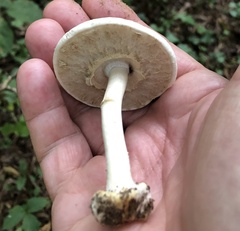 Agaricus reducibulbus