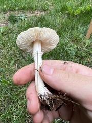Leucoagaricus leucothites