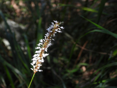 Bistorta officinalis