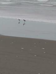 Pluvialis squatarola