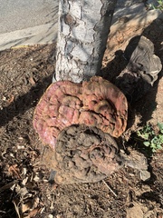 Ganoderma polychromum
