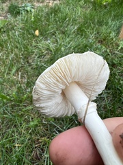 Leucoagaricus leucothites
