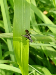 Tritoxa flexa