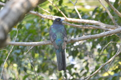Trogon citreolus
