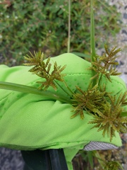 Cyperus microiria