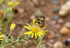 Phyciodes picta
