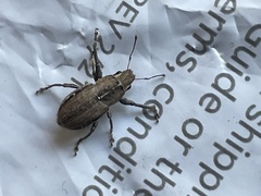 Naupactus