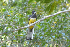 Trogon citreolus