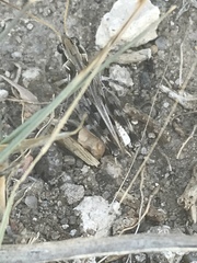 Phlibostroma quadrimaculatum