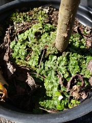 Marchantia polymorpha ruderalis