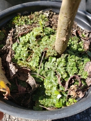 Marchantia polymorpha ruderalis