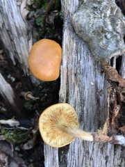 Gymnopilus