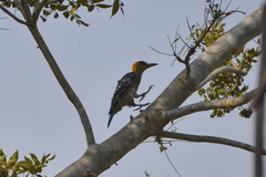 Melanerpes chrysogenys