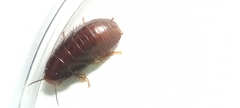 Panchlora