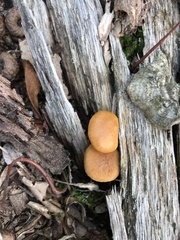 Gymnopilus