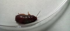 Panchlora