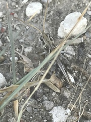 Phlibostroma quadrimaculatum