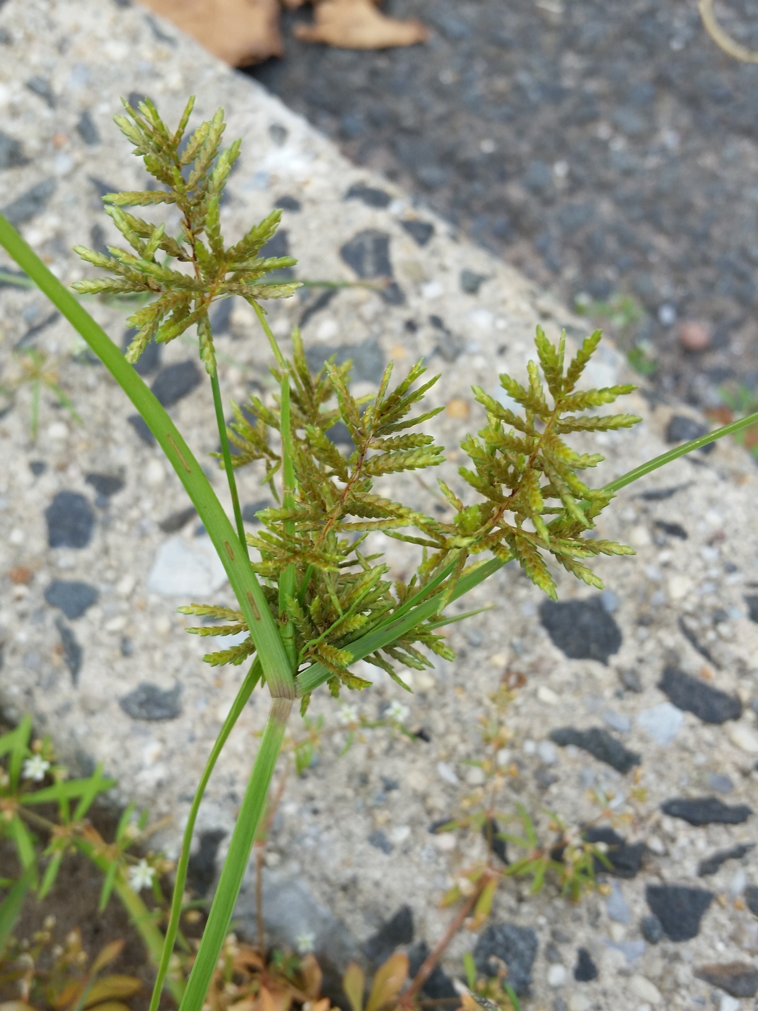 Cyperus microiria
