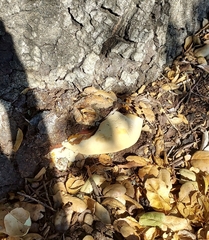 Ganoderma polychromum