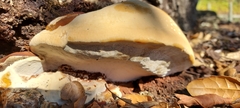 Ganoderma polychromum