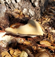 Ganoderma polychromum