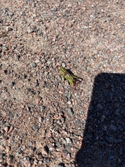 Melanoplus bivittatus