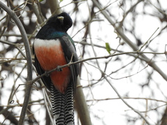 Trogon curucui