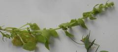 Patellifolia procumbens