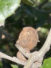 Amphibolips quercuspomiformis