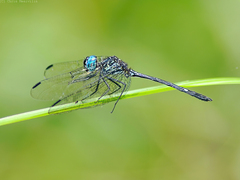 Dythemis nigra