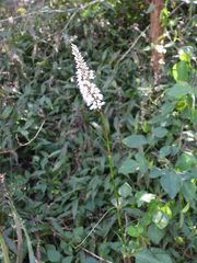 Bistorta officinalis
