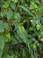 Bistorta officinalis