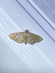 Herpetogramma aeglealis