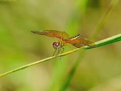 Perithemis electra