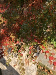 Cotoneaster horizontalis