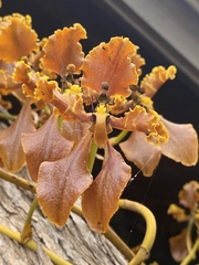 Cyrtochilum serratum
