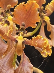 Cyrtochilum serratum