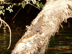 Crocodylus johnstoni