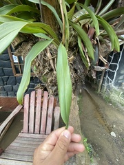 Cyrtochilum serratum