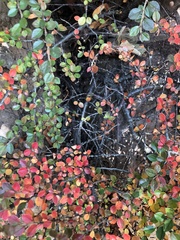 Cotoneaster horizontalis