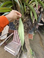 Cyrtochilum serratum