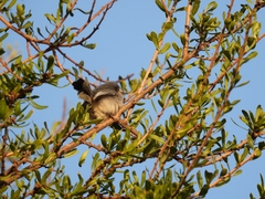 Polioptila dumicola
