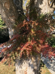 Cotoneaster horizontalis