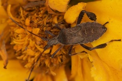 Leptoglossus oppositus