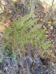Dryopteris arguta