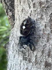 Phidippus audax
