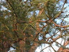 Prosopis ruscifolia